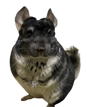 チンチラさんの餌は何をあげる 牧草とペレットなどご飯の種類と量を紹介