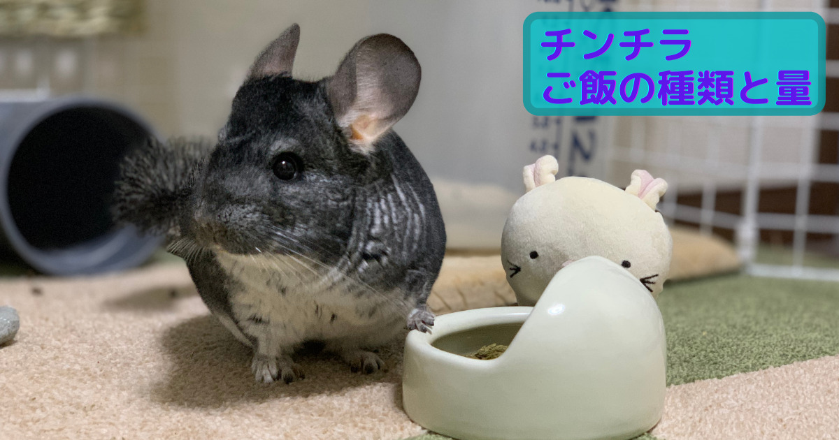 チンチラさんの餌は何をあげる 牧草とペレットなどご飯の種類と量を紹介 盆栽ライダーの日常